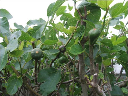 The fig tree was rescued from the demolition site in 1969.