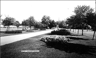 Flowers along the avenue