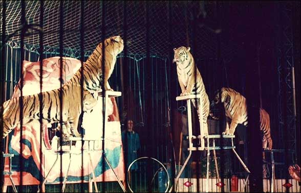 Austen Brothers' Bengal Tigers 1987