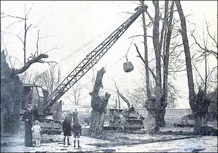 elm trees axed