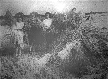 harvest scene