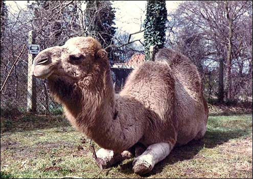 Lawrence the Camel